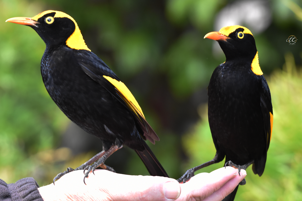 The Sociable Male Regent Bowerbird