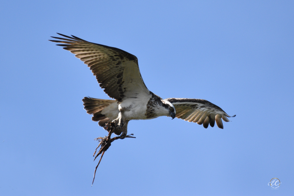 Breeding Ospreys