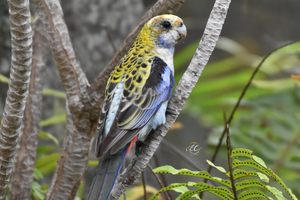 A Naughty Rosella