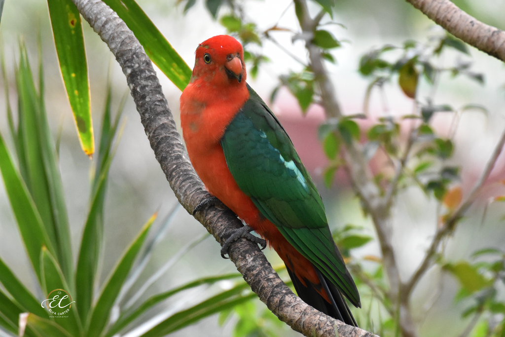 Male King Parrot