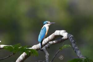 Forest Kingfisher