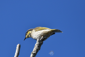 Mangrove Honeyeater