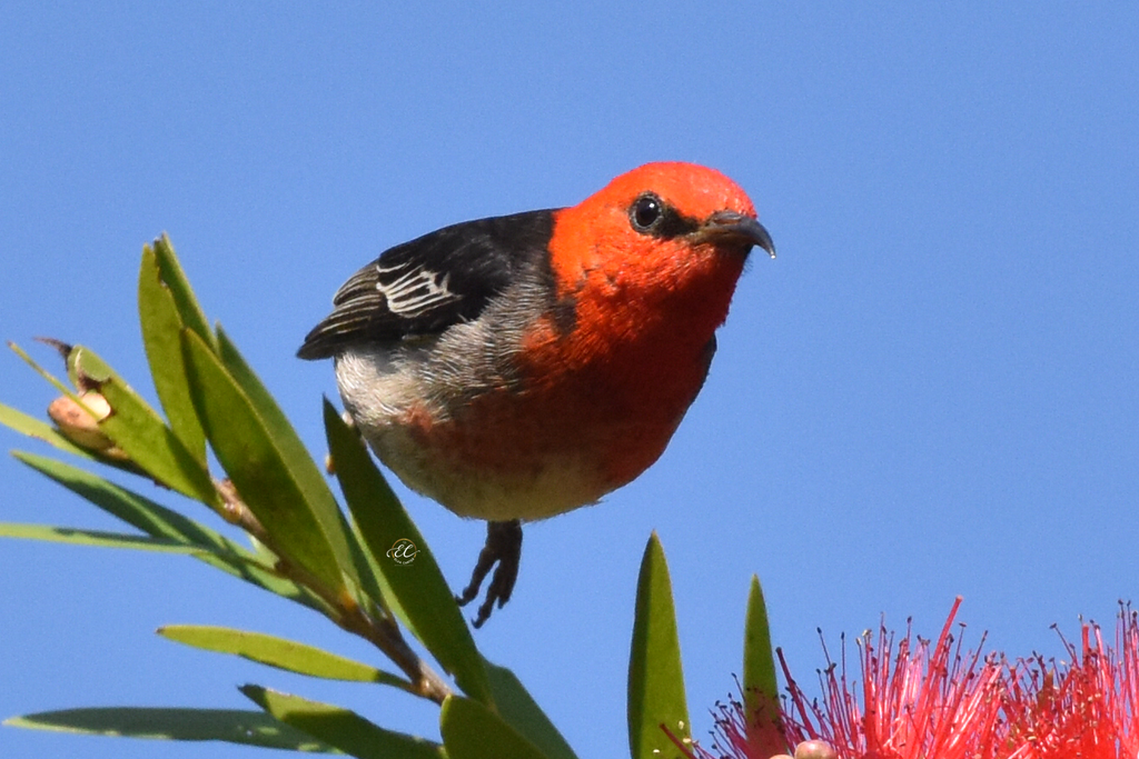 Scarlet Honeyeater Cork Backed Coaster