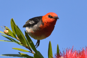 Scarlet Honeyeater Cork Backed Coaster