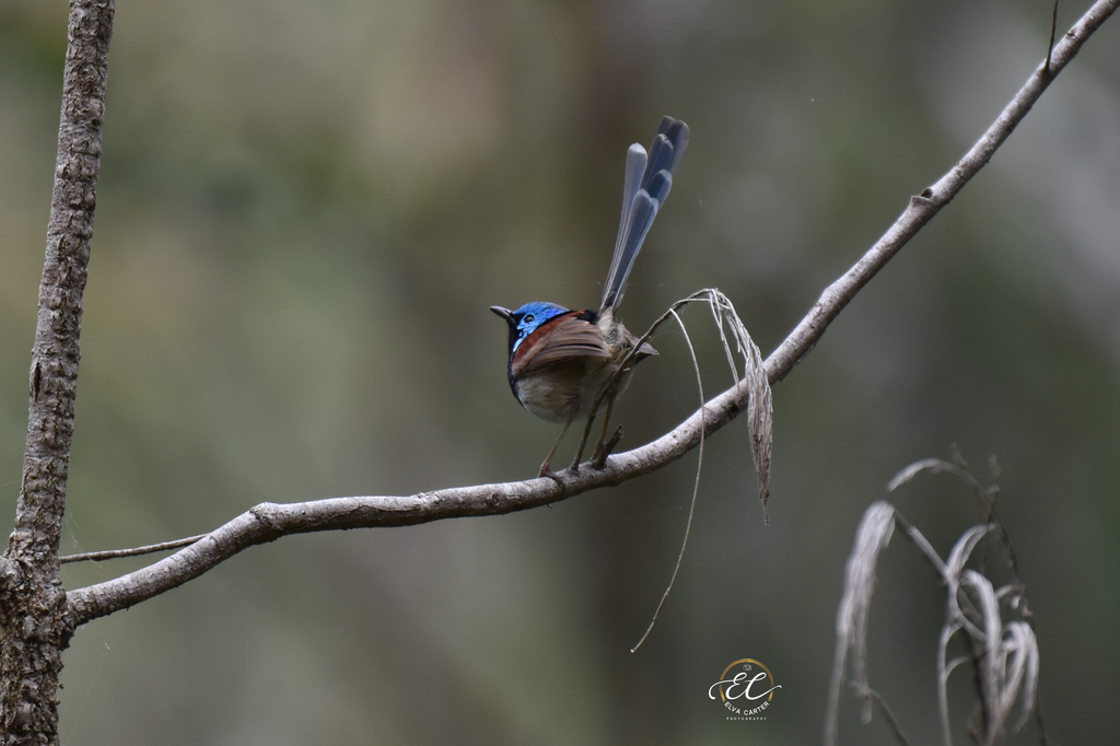 Entertaining Wrens