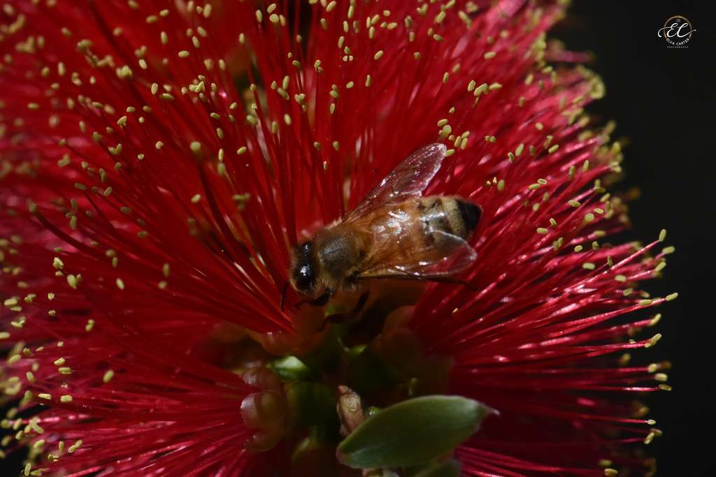 Bees Are Amazing