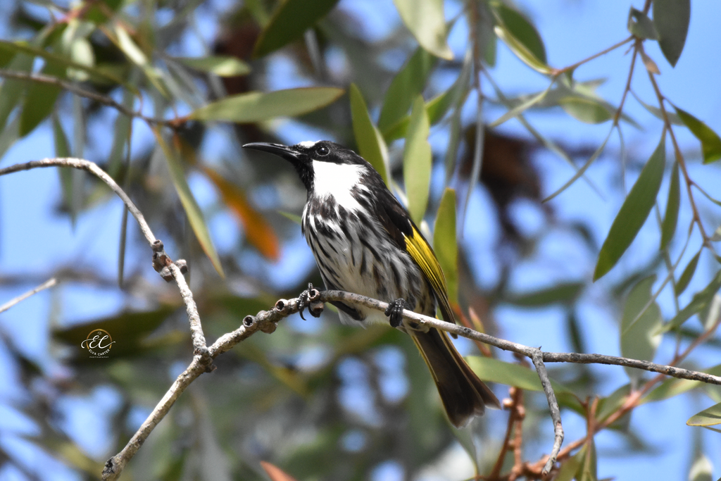 White-Cheeked Honeyeater