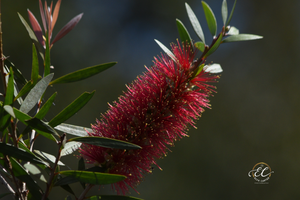 Callistemons are popular with our Native Birds, Bees and Insects