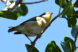 Another Day With The Striated Pardalote