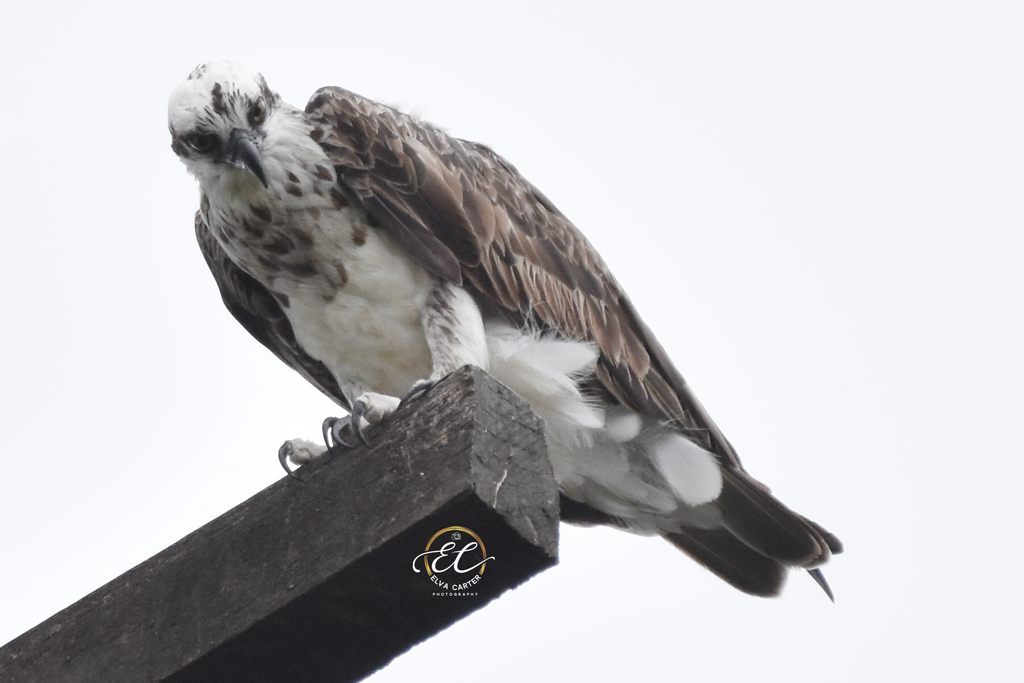 Talented Osprey