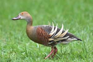 The Stunning Plumed Whistling Duck