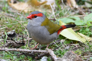 A couple of Aussie Finches