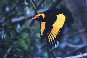 Framed Printed On Canvas The Male Regent Bowerbird