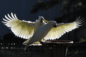 Entertaining Cockatoos