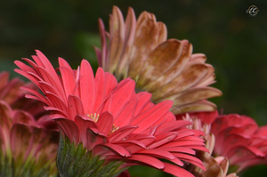 Using Natural Light In My Flower Photography