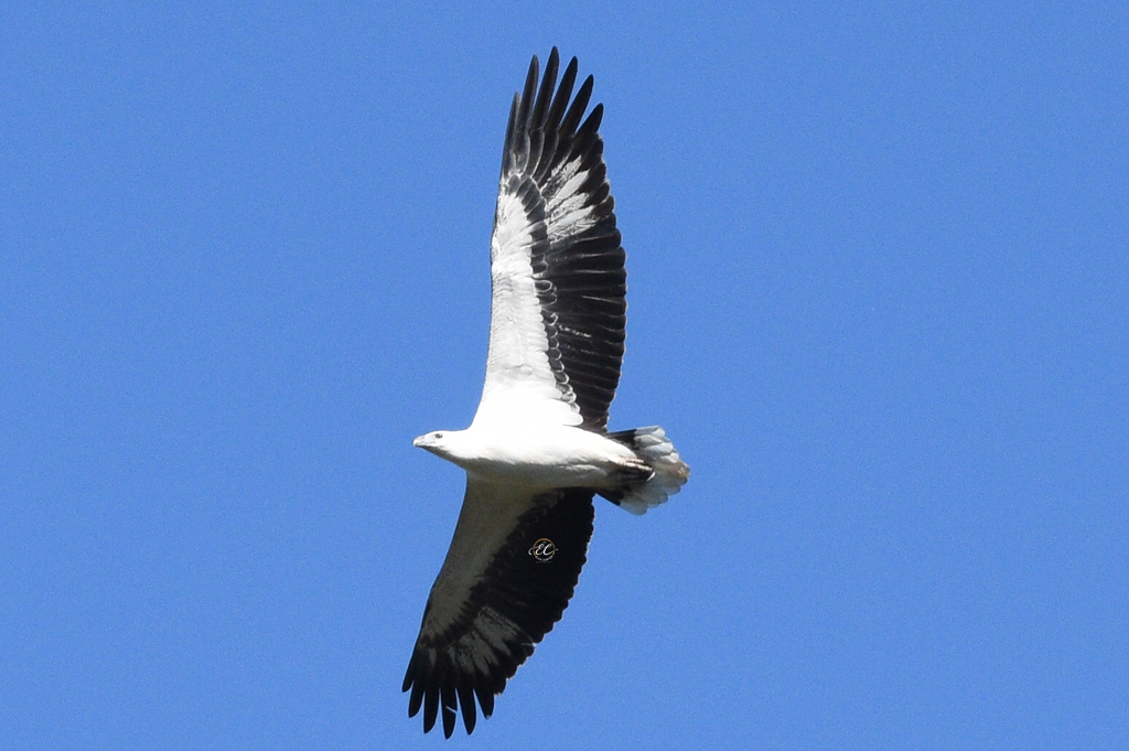 White-Bellied Sea-Eagle