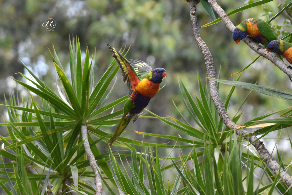 A Morning With The Rainbow Lorikeets