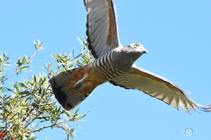 Pacific Baza