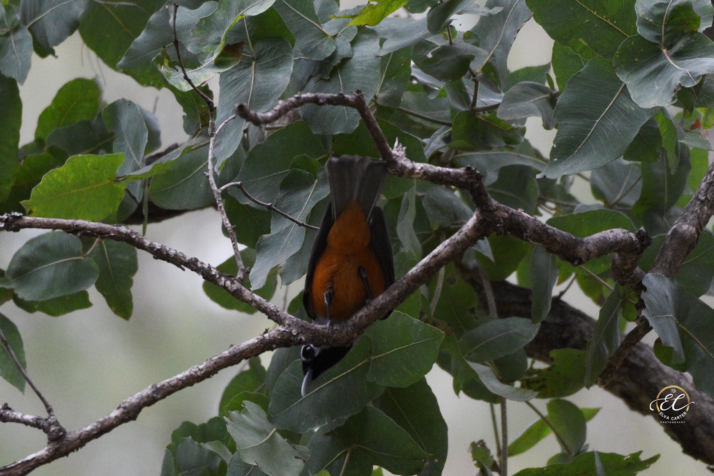 Black-Faced Monarch