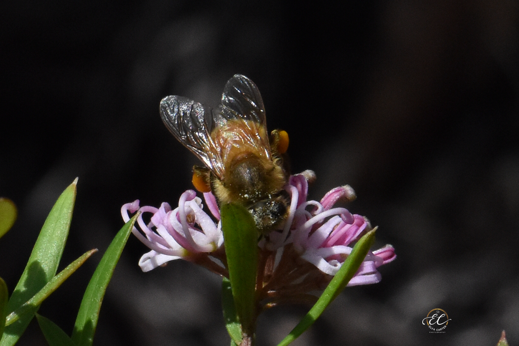 Our Property Is A Buzzing With Bees