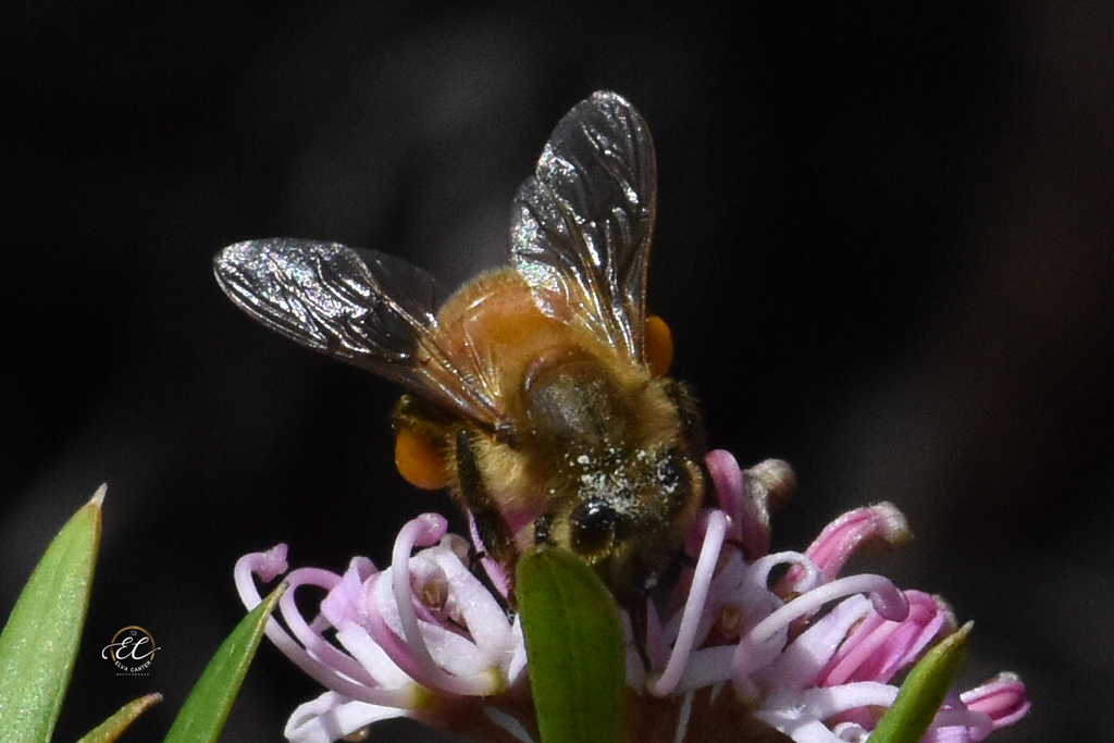 Bees Are Very Important and Very Precious