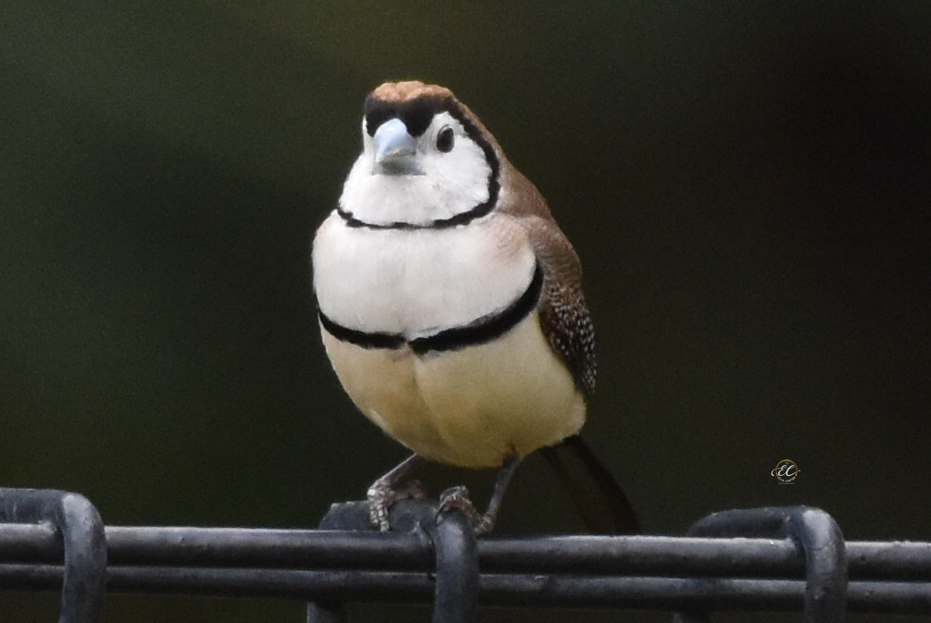 Double-Barred Finch