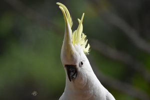 Curious Cockatoo