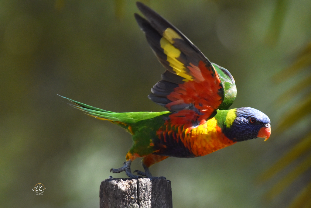 Larrikin Rainbow Lorikeet