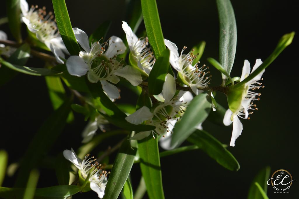 Lemon Scented Tea Tree