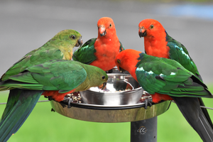 A Bowl Of feathers and Color