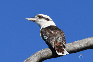 The Laughing Kookaburra