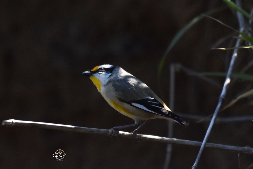 Striated Pardalote