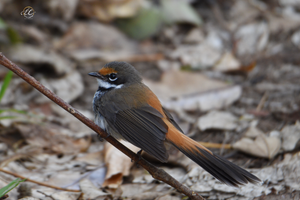 Rufous Fantail