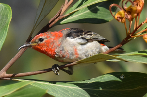 The Scarlet Honeyeater