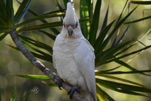 Corella With A Bad Attitude