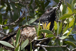 Pheasant Coucal