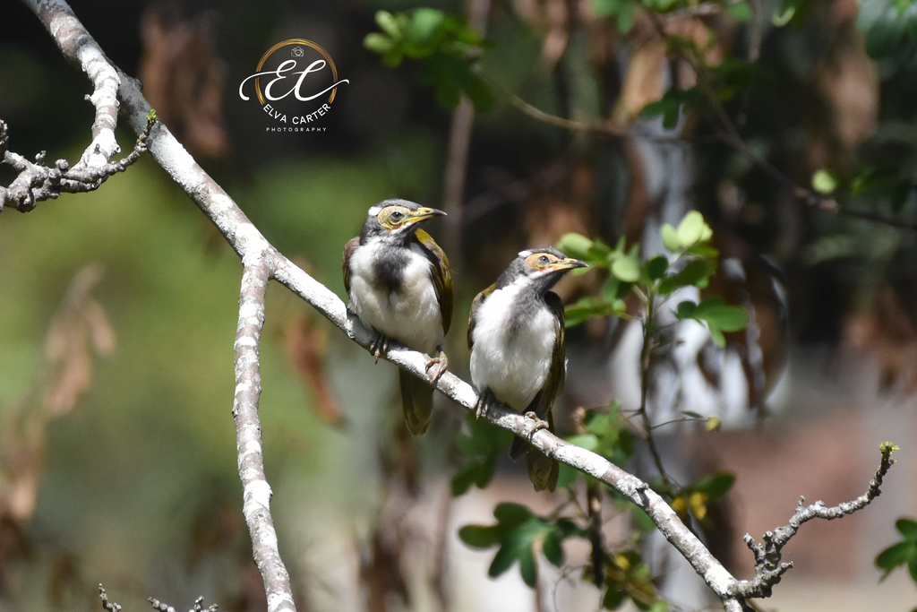 Juvenile Blue-Faced Honeyeater