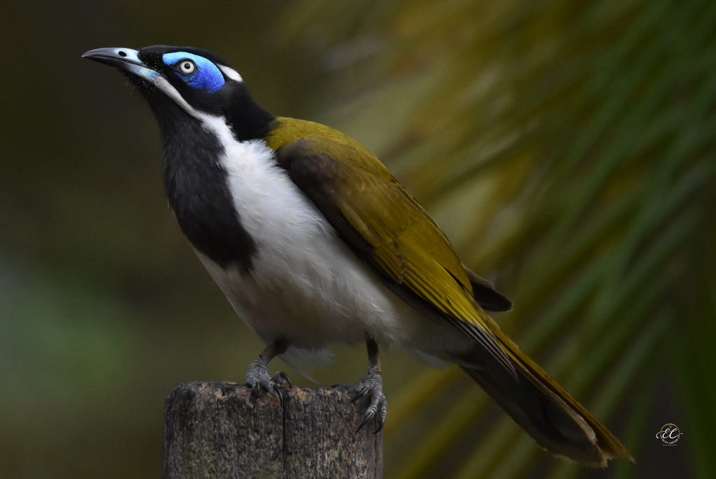 Large Honeyeater Family