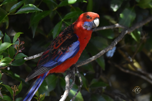 Crimson Rosella Preening Feathers