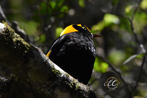 Male Regent Bowerbird