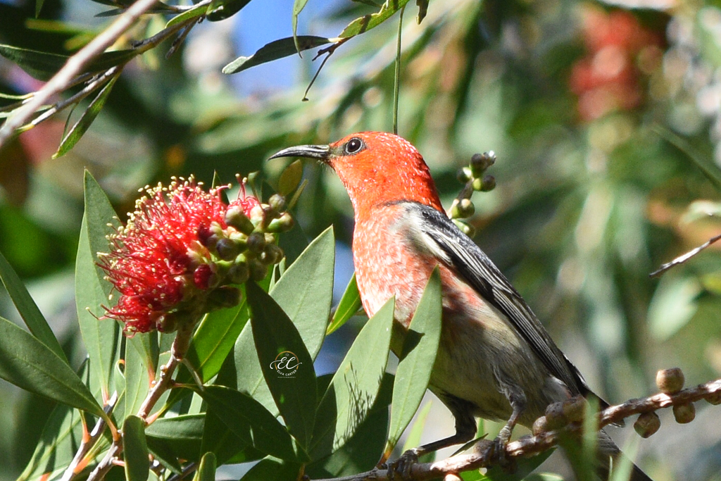 Scarlet Honeyeater Cork Backed Placemats