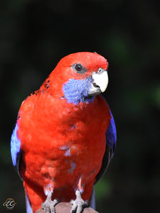 A Special Very Cheeky Crimson Rosella