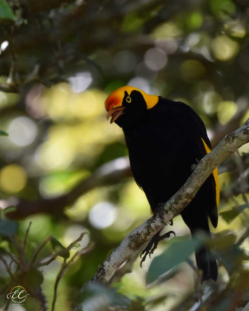 Male Regent Bowerbird