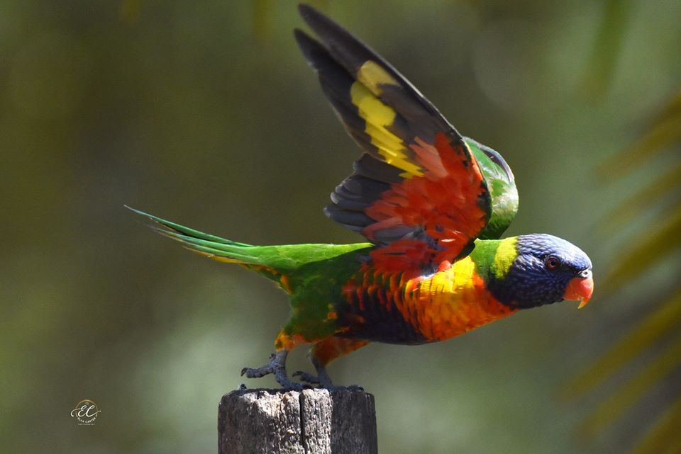 Macro Photography allows you to get up close and personal with our unique Australian Fauna and Flora, disclosing some of their stunning features and characters.