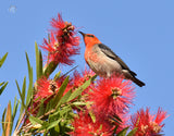 Scarlet Honeyeater - Placemats (Set of 6)