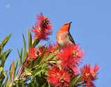 Scarlet Honeyeater - Placemats (Set of 6)