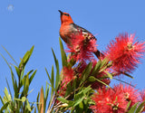 Scarlet Honeyeater - Placemats (Set of 6)