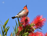 Scarlet Honeyeater - Placemats (Set of 6)