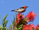 Scarlet Honeyeater - Placemats (Set of 6)