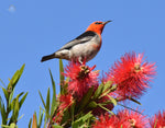 Scarlet Honeyeater - Placemats (Set of 6)